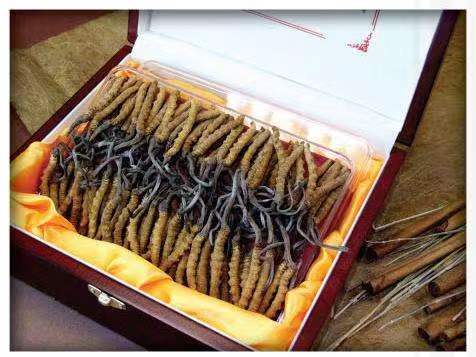 嘉兴冬虫夏草回收